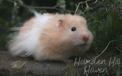 Jolly Cream Giant- Red Eyed Cream Banded Longhaired